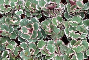 2 inch Variegated Strawberry Begonias HALF Case (45)