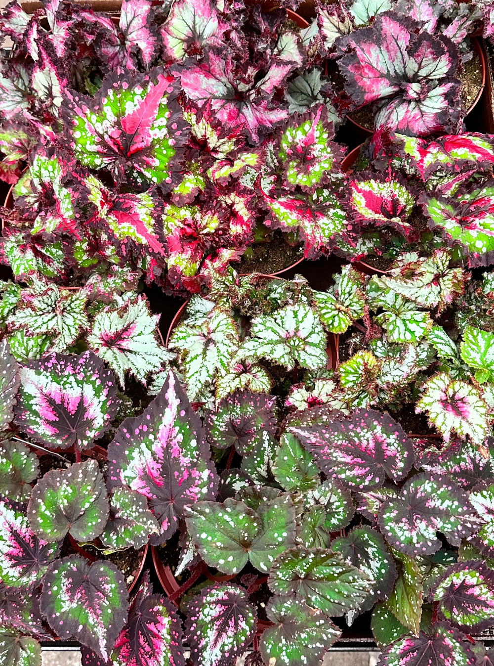 A box of 12, 6 inch of Assorted Harmony's Rex Begonias in a box. All begonias are unique hybrids created at Harmony Foliage.