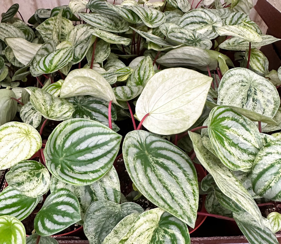 A box of 12, 6 inch Harmony's Gold Dust peperomias. A unique peperomia hybrid created at Harmony Foliage. It is a variegated Watermelon peperomia.