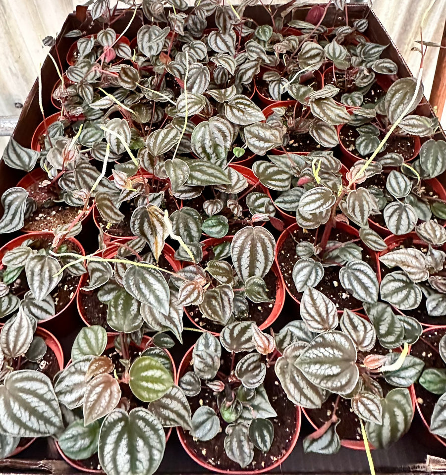 A box of 30, 4 inch Peperoomia Turboensis at Harmony Foliage.