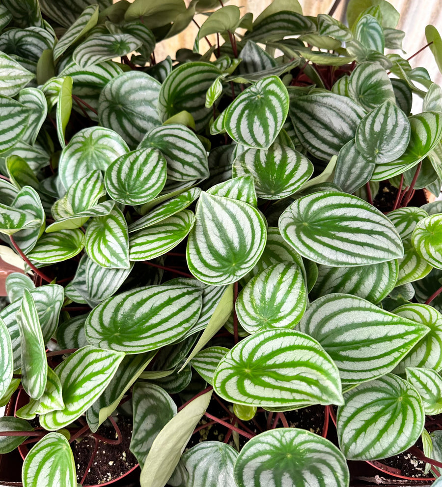 A box of 12, 6 inch Watermelon Peperomias at Harmony Foliage.