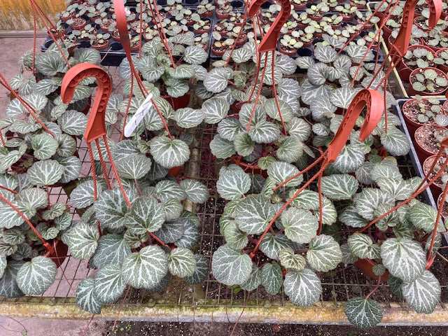 6 inch HB Strawberry Begonias Hanging Basket HALF Case (6)