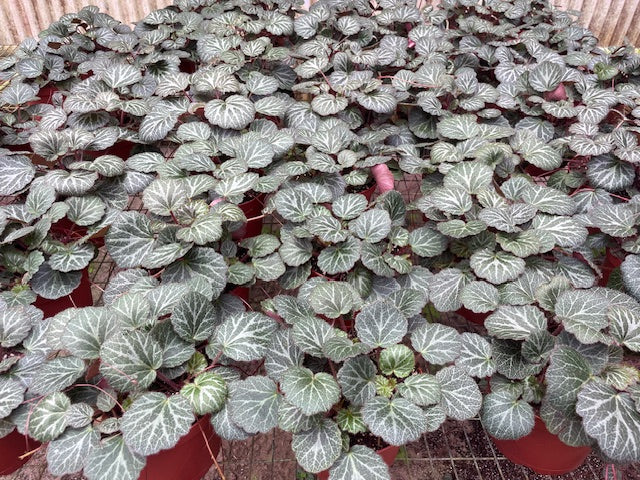 6 inch Strawberry Begonias Full Case (12)