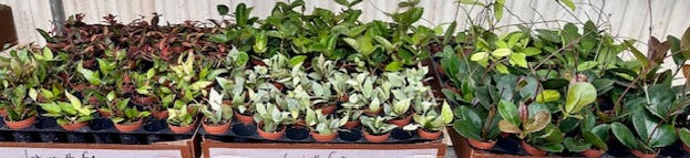 2 inch Hoya Assortment Full case (90)