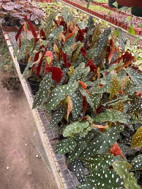 6 inch Angel Wing Begonia Maculata Half Case (6)