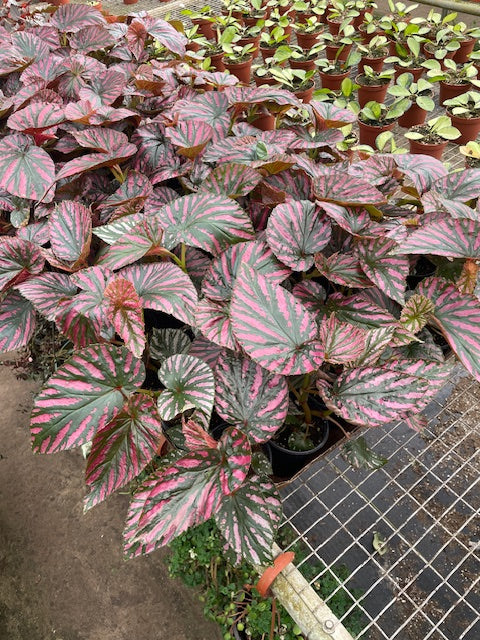 4 inch Angel Wing Brevirimosa Begonia HALF Case (15)