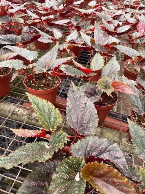 6 inch Angel Wing Begonia 'Benigo Pink' Pink Spots Full Case (12)