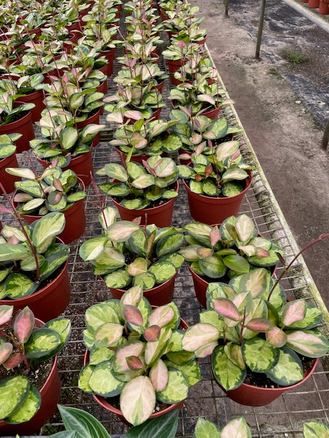 6 inch Hoya australis 'Lisa' Variegated HALF Case (6)