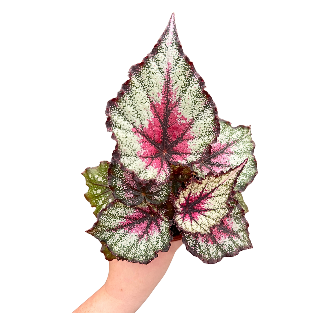 [PRE-ORDER] Harmony's Crimson Oak in 4 inch Pot