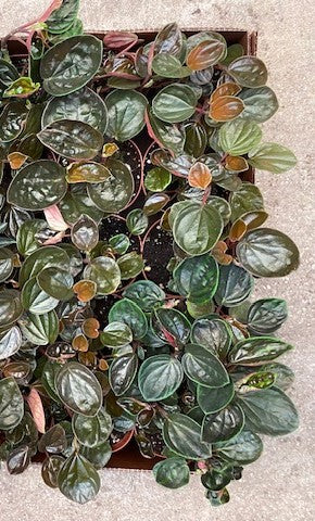 4 inch Peperomia Rugosa Full Case (30)