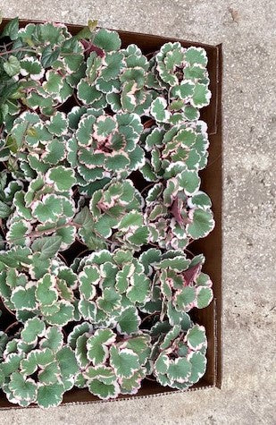 4 inch Variegated Strawberry Begonias HALF Case (15)