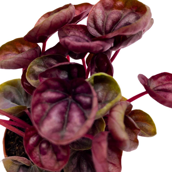 Peperomia Schumi Red, 2 inch, Red Ripple Pep Caperata