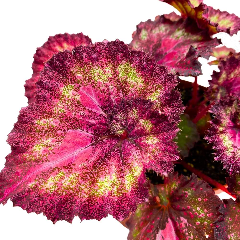 Harmony's Love Hurts 6 inch Begonia Rex Glittery Pink Spiral