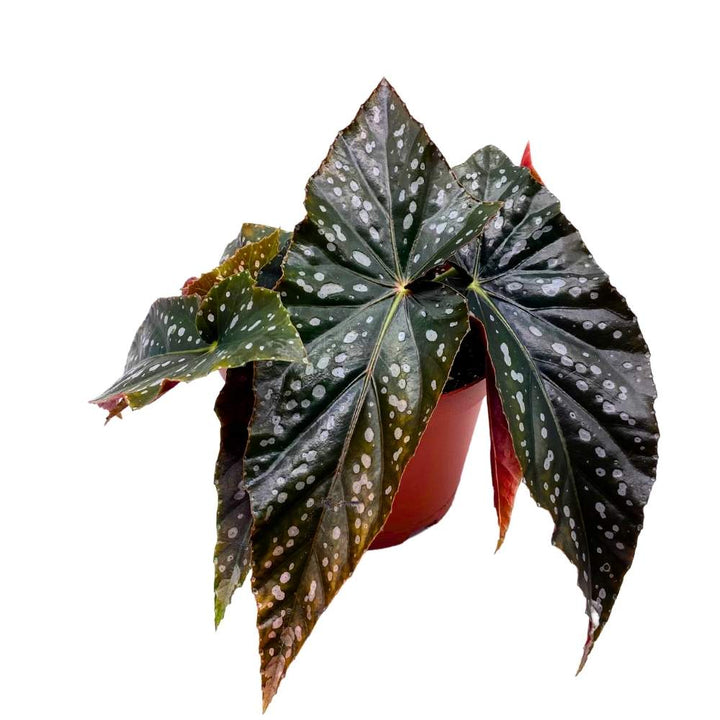 Harmony's Mystic Angel Wing Cane Begonia 6 inch Premium Hybrid