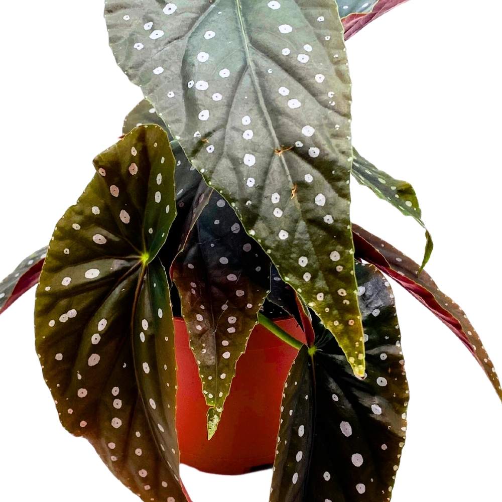 Lone Star Aussie Angel Wing, 6 inch Cane Begonia Dark Large Leaf with Silver Tip white Polkadots