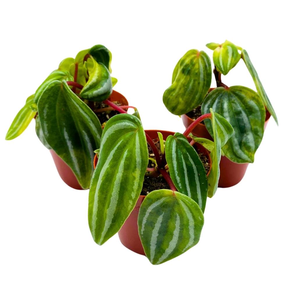 Peperomia Mini Watermelon, 2 inch set of 3, verschaffeltii Unique Rare Pep