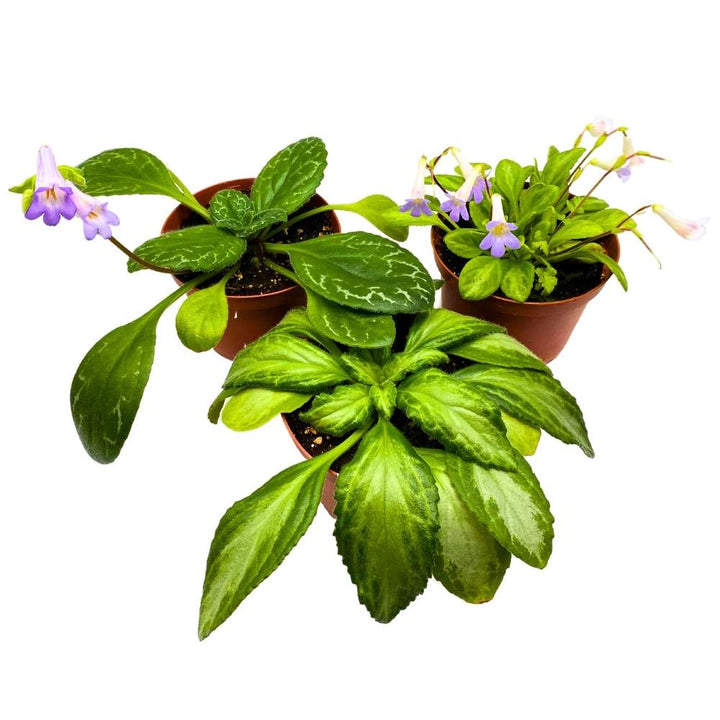 Primulina Assortment, 6 inch Set of 3, Gesneriad Flowering Indoor Chirita Plant