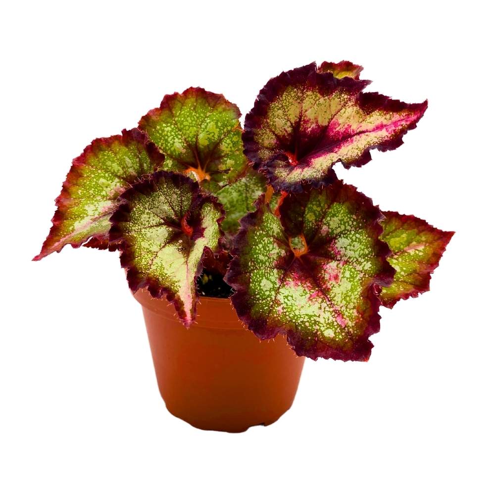 Harmony's Later Gator Begonia Rex 4 inch Purple Band Long Tail