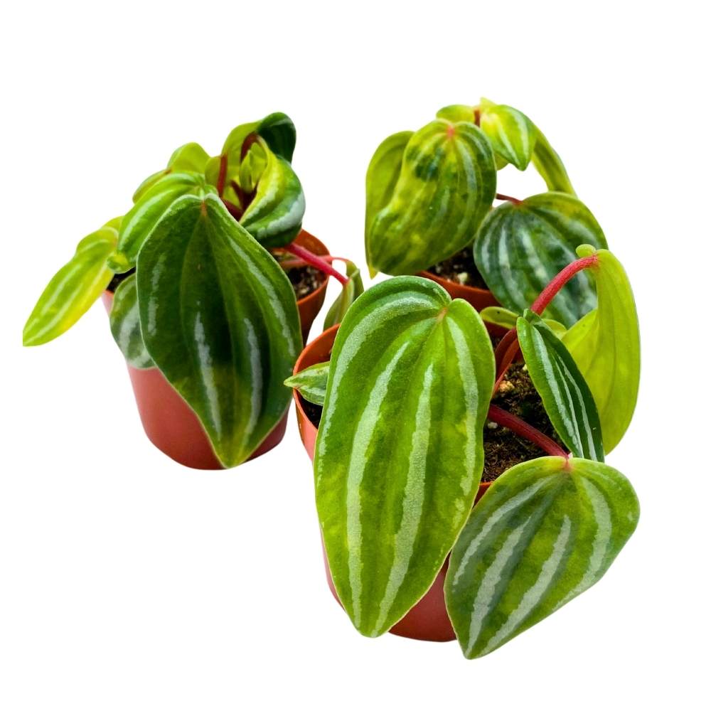 Peperomia Mini Watermelon, 2 inch set of 3, verschaffeltii Unique Rare Pep