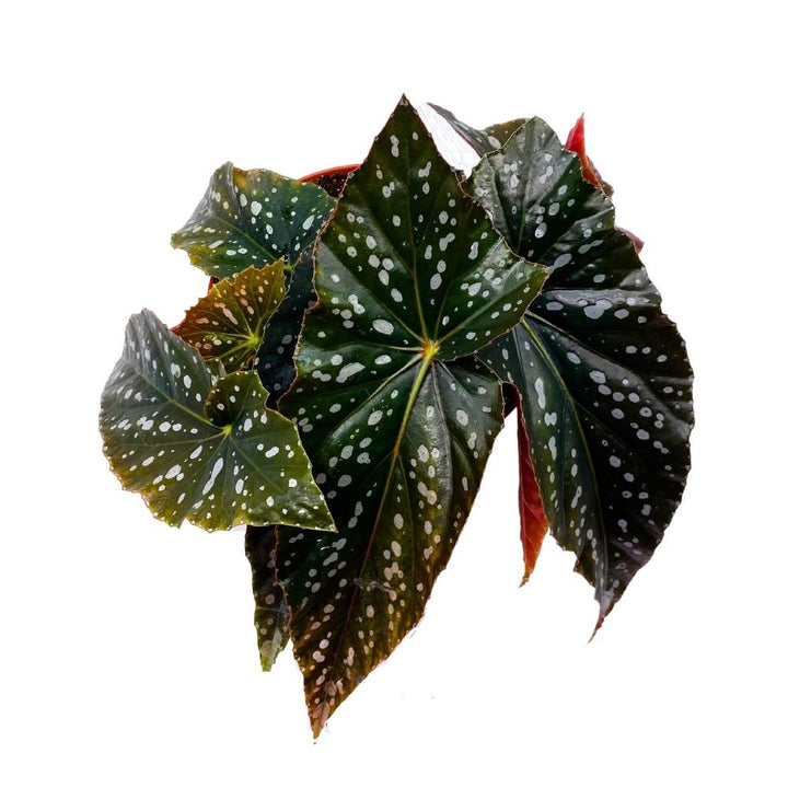 Harmony's Mystic Angel Wing Cane Begonia 6 inch Premium Hybrid