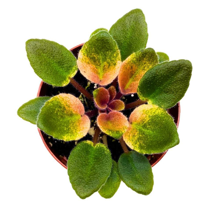 Rob's Argyle Socks Variegated Mini African Violet, 2 inch Miniature Gesneriad Tiny Pixie Plant