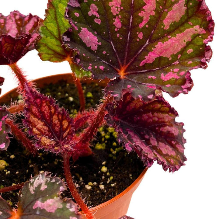 Begonia Rex Lacey Closson 4 inch Multi colored red pink green with black stripes white splash