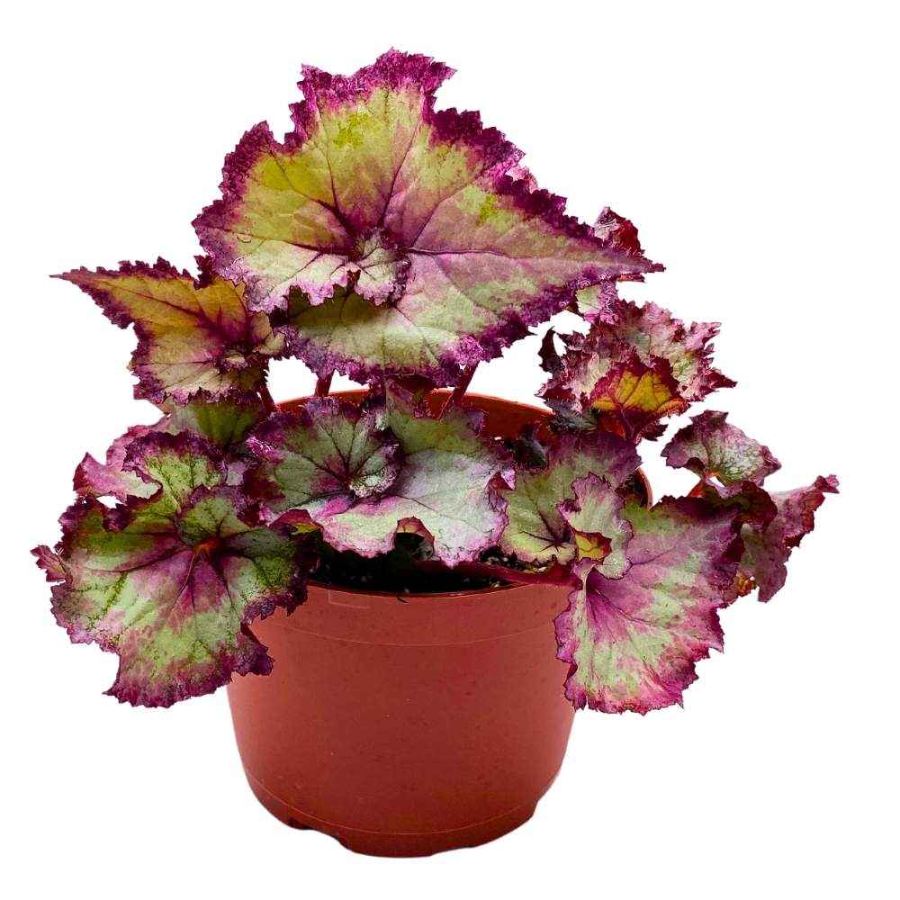 Harmony's Pink Dreams 6 inch Begonia Rex Soft Pink White Spiral Purple Band