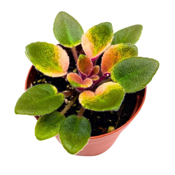 Rob's Argyle Socks Variegated Mini African Violet, 2 inch Miniature Gesneriad Tiny Pixie Plant