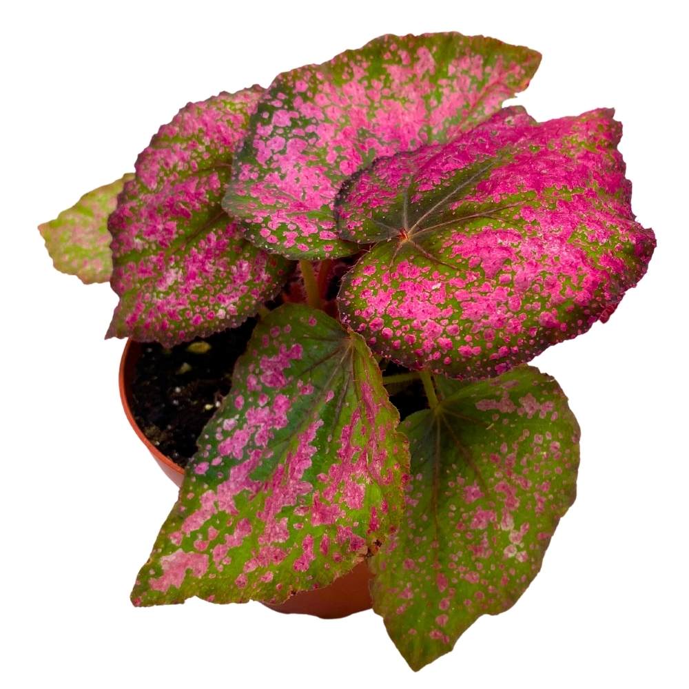 Harmony's Royal Majesty Begonia Rex 4 inch Red with Pink Spots