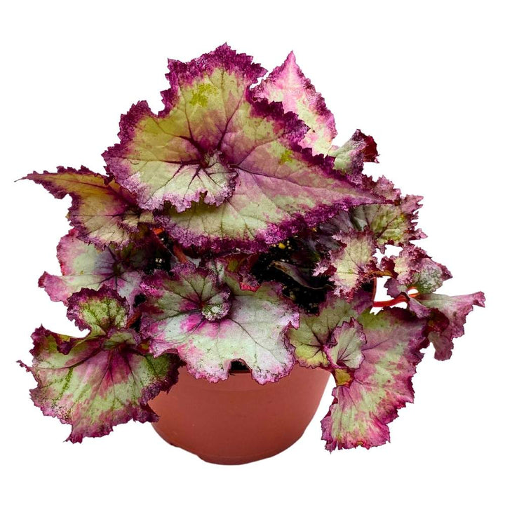 Harmony's Pink Dreams 6 inch Begonia Rex Soft Pink White Spiral Purple Band