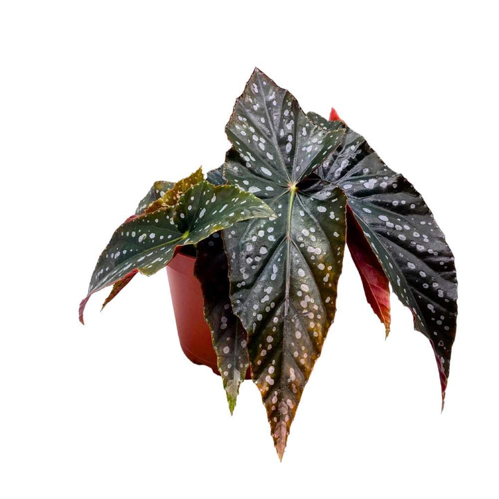 Harmony's Mystic Angel Wing Cane Begonia 6 inch Premium Hybrid