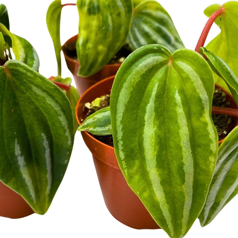 Peperomia Mini Watermelon, 2 inch set of 3, verschaffeltii Unique Rare Pep