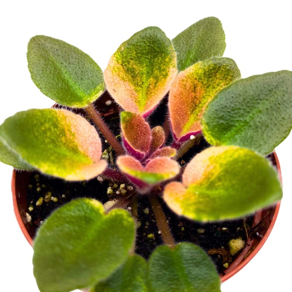 Rob's Argyle Socks Variegated Mini African Violet, 2 inch Miniature Gesneriad Tiny Pixie Plant