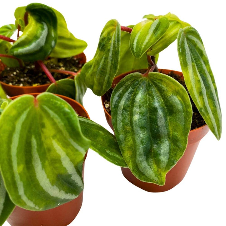 Peperomia Mini Watermelon, 2 inch set of 3, verschaffeltii Unique Rare Pep