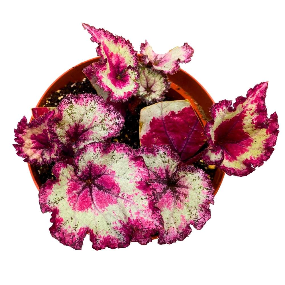 Harmony's Pink Cadillac Begonia Rex 6 inch Curly Ruffle