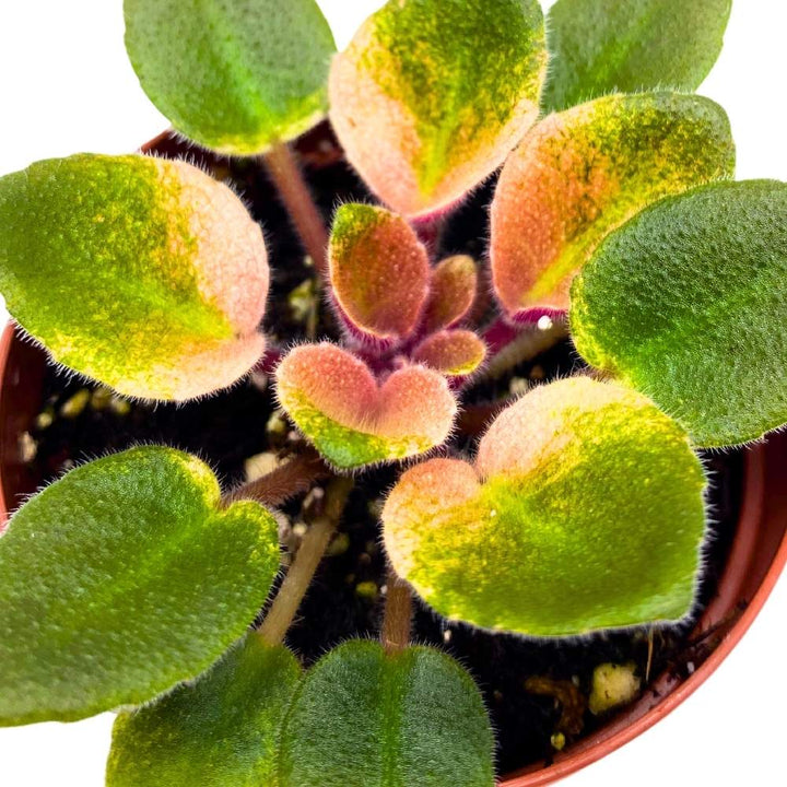 Rob's Argyle Socks Variegated Mini African Violet, 2 inch Miniature Gesneriad Tiny Pixie Plant