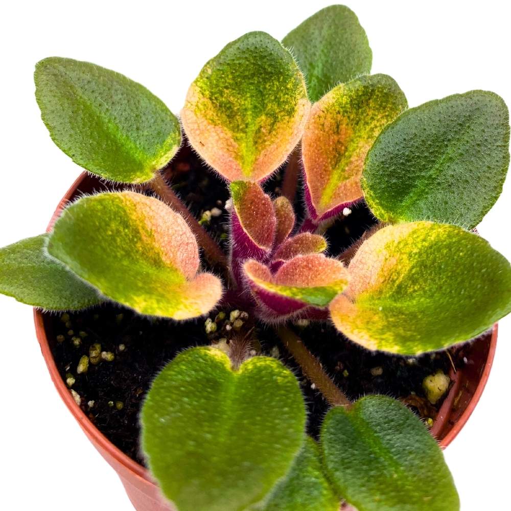 Rob's Argyle Socks Variegated Mini African Violet, 2 inch Miniature Gesneriad Tiny Pixie Plant