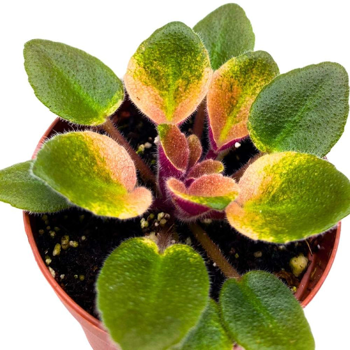 Rob's Argyle Socks Variegated Mini African Violet, 2 inch Miniature Gesneriad Tiny Pixie Plant