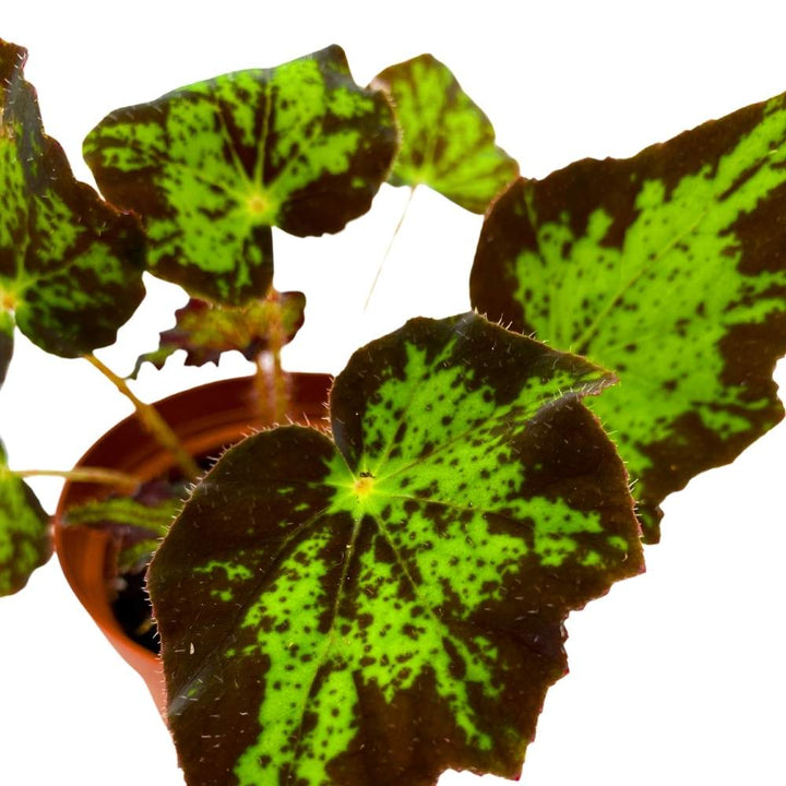 Begonia U578 4 inch Rhizomatous Begonia Rhizo Black Green Jagged Spotted