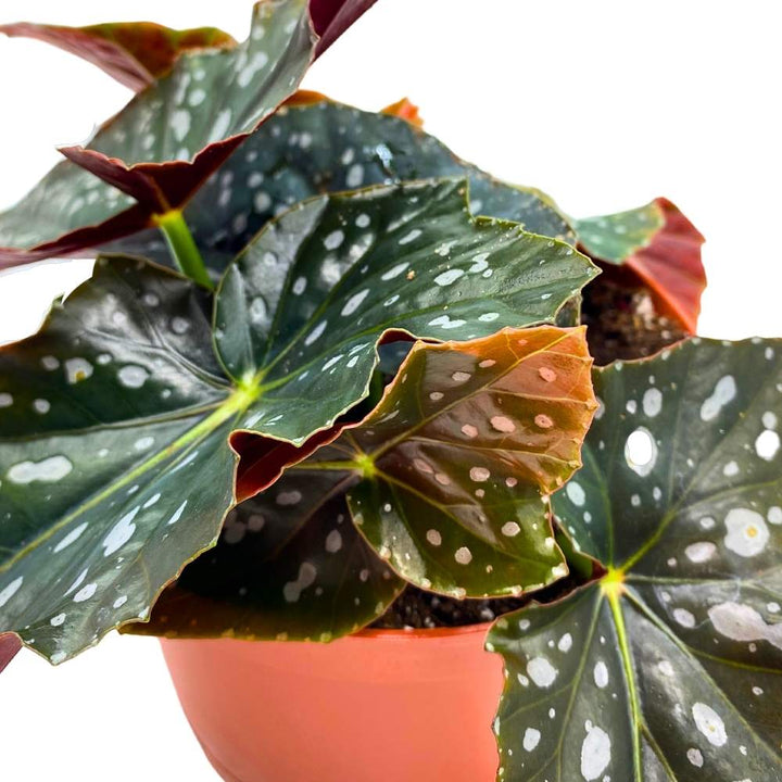 Harmony's Mystic Angel Wing Cane Begonia 6 inch Premium Hybrid