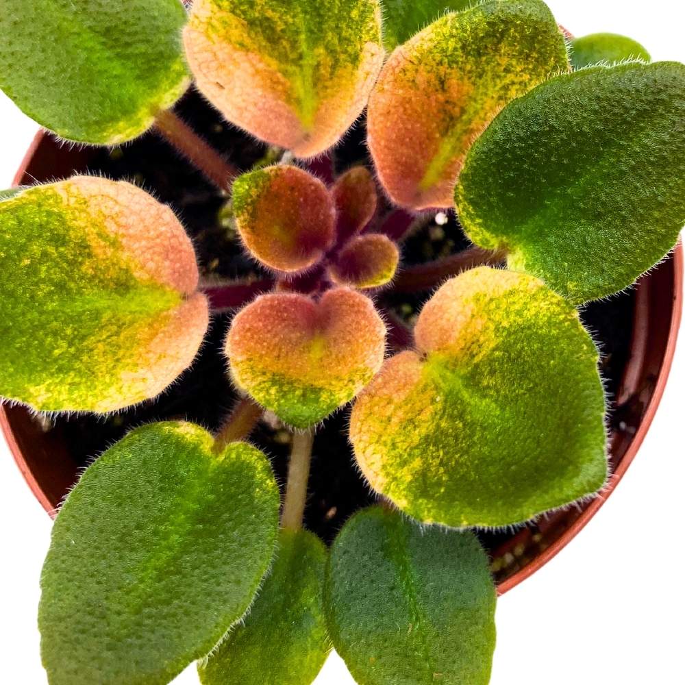 Rob's Argyle Socks Variegated Mini African Violet, 2 inch Miniature Gesneriad Tiny Pixie Plant