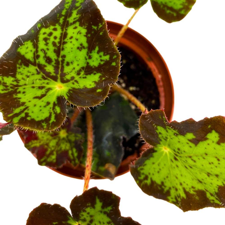 Begonia U578 4 inch Rhizomatous Begonia Rhizo Black Green Jagged Spotted