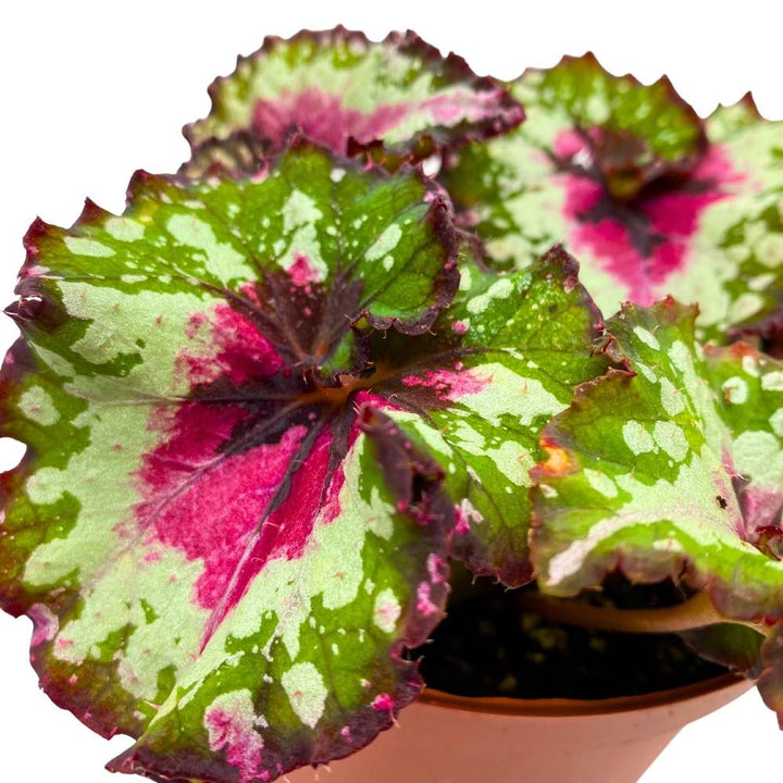 Harmony's Crazy Love Begonia Rex 6 inch Pink Tail