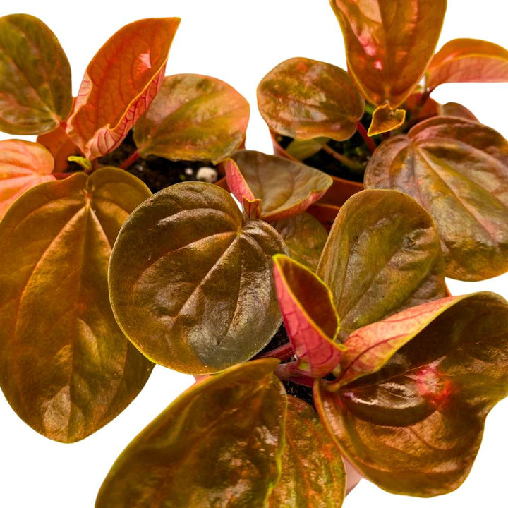 Harmony's Great Pumpkin Peperomia 2 inch Set of 3 Orange Hybrid Pep with Green Vareigated Stripes