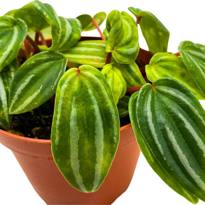 Peperomia Mini Watermelon, 4 inch, verschaffeltii Unique Rare Pep