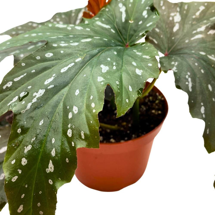 Sophie Cecile Angel Wing, 6 inch Cane Begonia Sophia Fibrous Hybrid