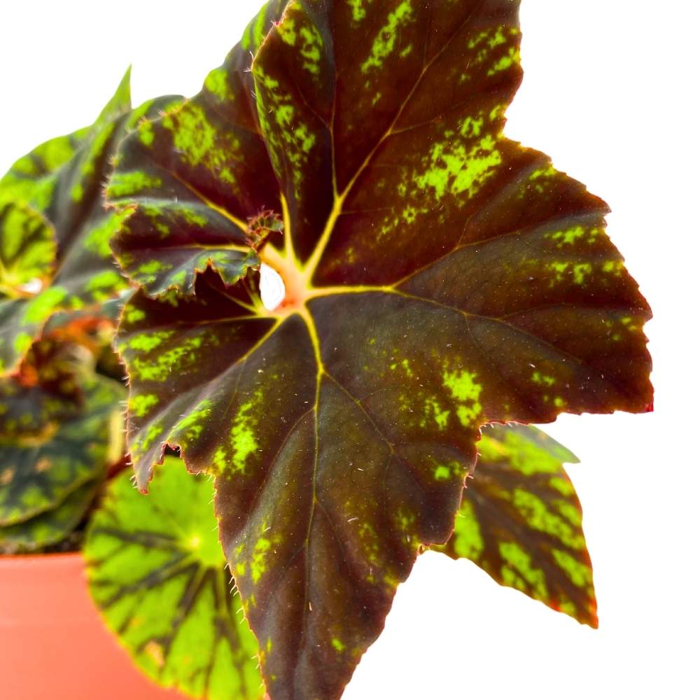 Shanicka Begonia Rhizomatous 6 inch Rhizo Dark Green Black Spiral Star Shaped Leaves