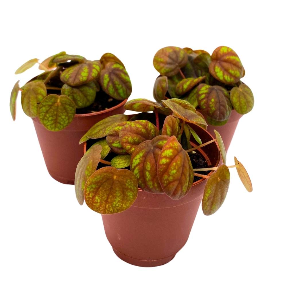 Peperomia Peppermill, 2 inch set of 3, Orange-y Brown Green Rare Pep