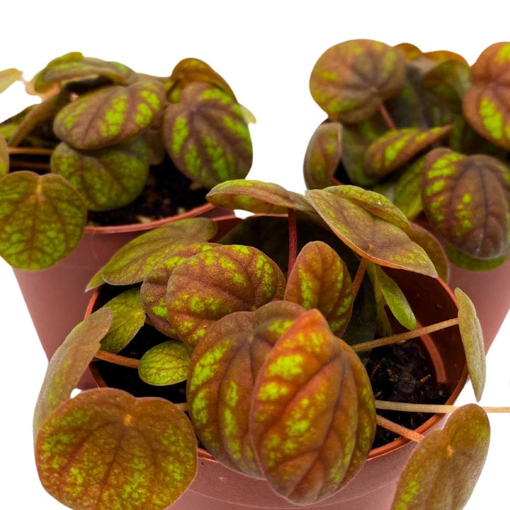 Peperomia Peppermill, 2 inch set of 3, Orange-y Brown Green Rare Pep