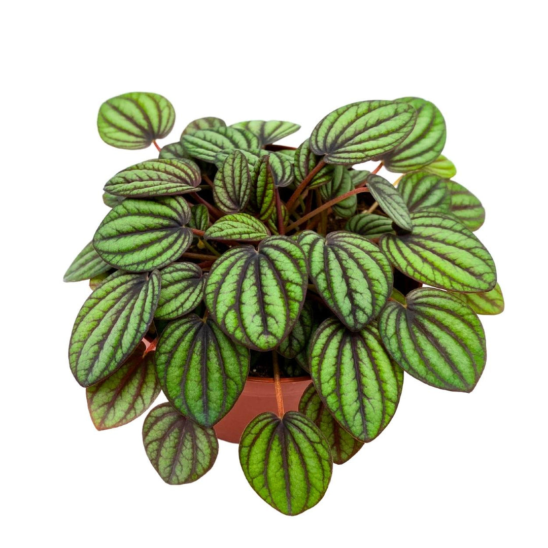 Peperomia Piccolo Banda 4 inch Peacock Peperomia albovittata